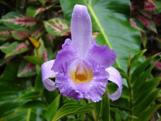 Monteverde Orchid Garden